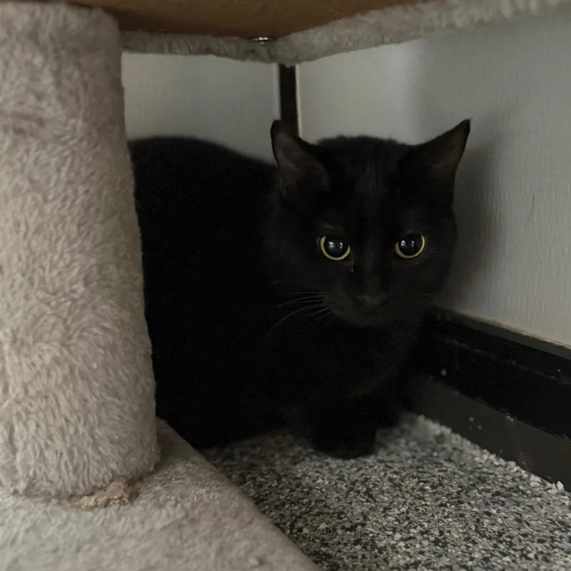 Lucille Ball thumbnail 4