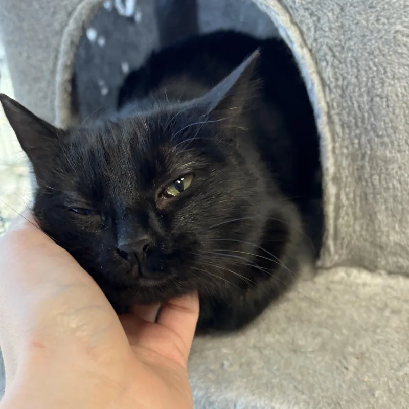 Lucille Ball thumbnail 5