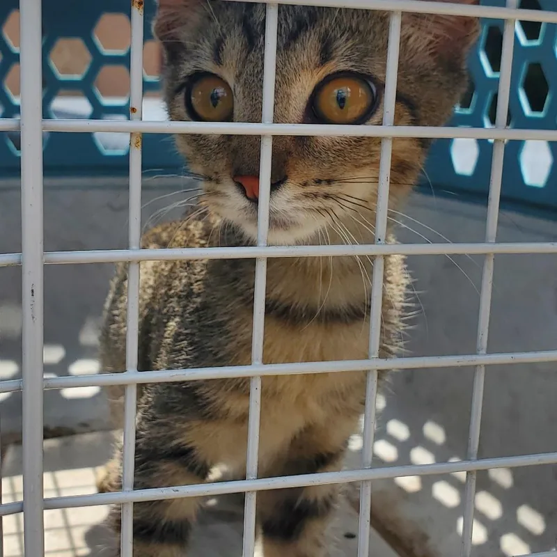 A baby small-sized male Gray / Blue / Silver Domestic Medium Hair cat named Linus for adoption in Lake Jackson, TX
