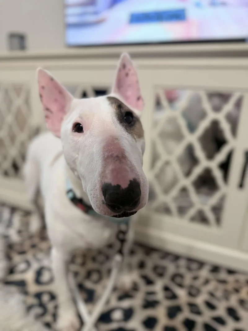 An adult large-sized male Bull Terrier dog named Hamilton Aka Hammy for adoption in New York, NY
