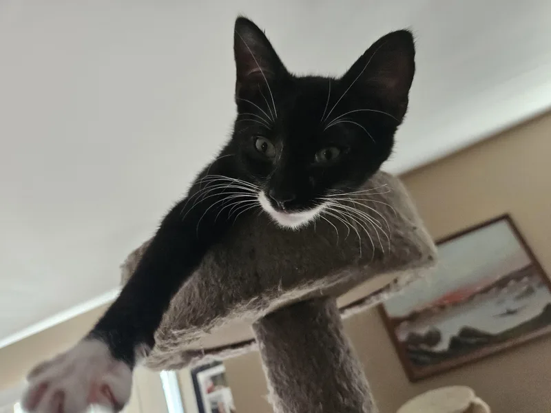 A young medium-sized male Black & White / Tuxedo Domestic Short Hair cat named Ash for adoption