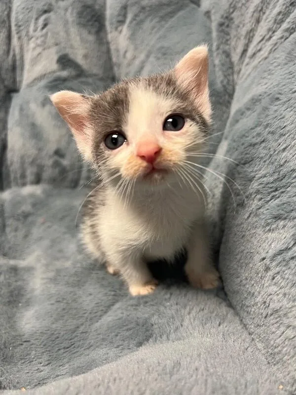 A young medium-sized female Gray / Blue / Silver Domestic Short Hair cat named Tail Light for adoption in North Babylon, NY