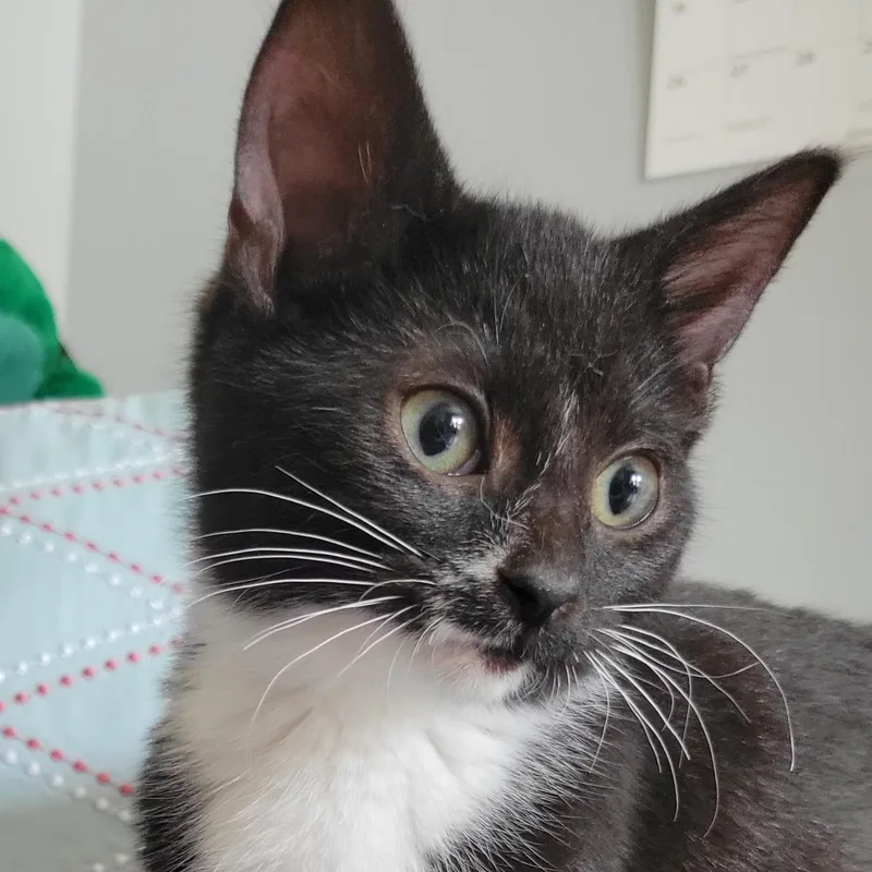 A young small-sized female Black Domestic Short Hair cat named Apple Cinnamon Cheerio for adoption in Swartz Creek, MI