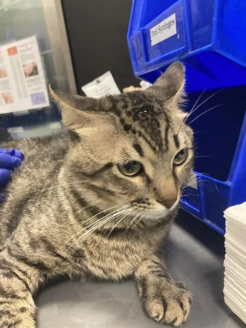 A young small-sized male Domestic Short Hair cat named Buster for adoption in Dallas, TX