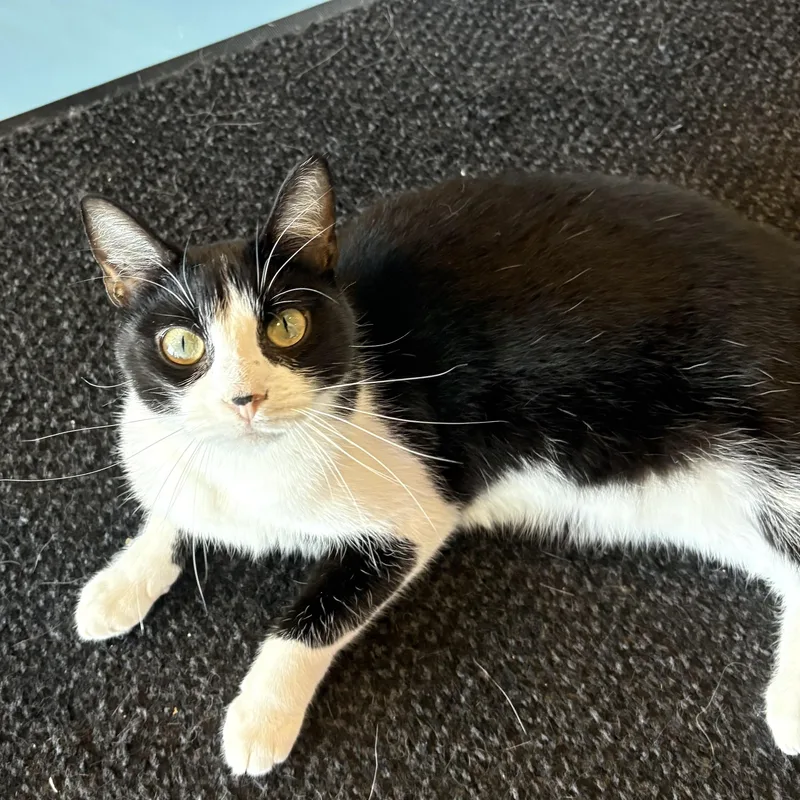 A young large-sized female Black & White / Tuxedo Domestic Short Hair cat named Kuromi for adoption in Liverpool, TX