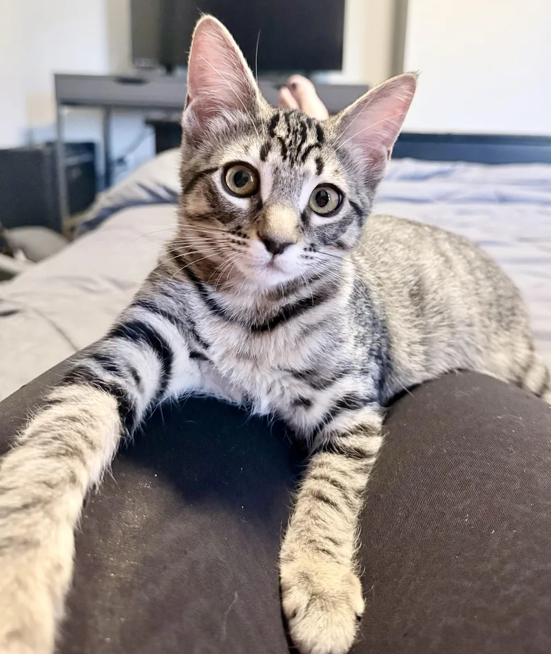 A baby medium-sized male Tabby (Gray / Blue / Silver) Domestic Short Hair cat named Buttermilk for adoption in Fort Worth, TX