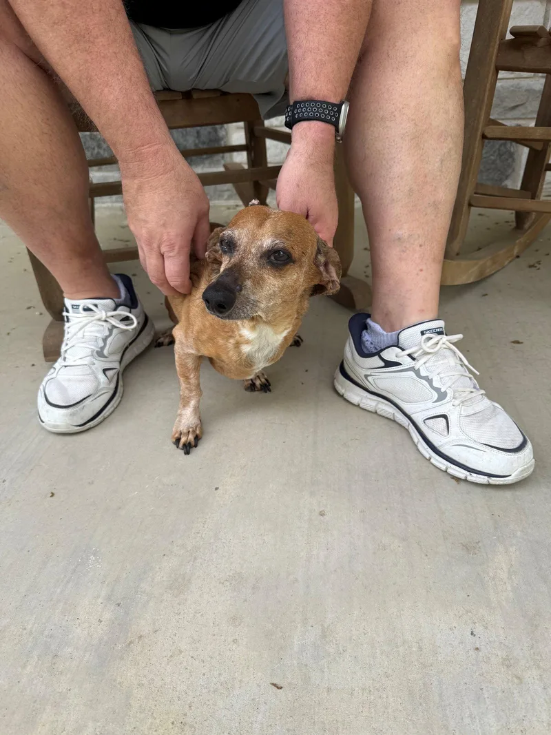 A senior small-sized male Dachshund dog named Mr. T for adoption in Austin, TX