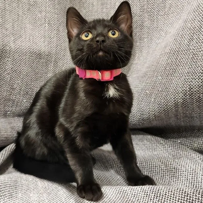 A baby medium-sized female Black & White / Tuxedo Domestic Short Hair cat named Jackie for adoption in Sacramento, CA