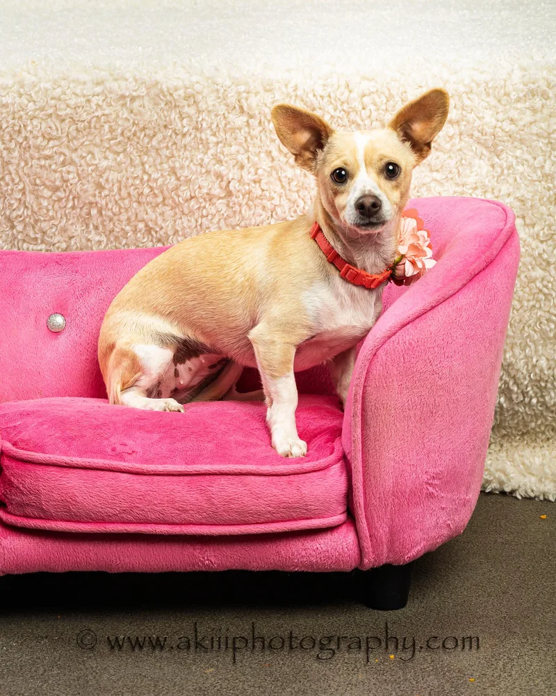 A young small-sized female White / Cream Chiweenie dog named Mimi for adoption in Plano, TX