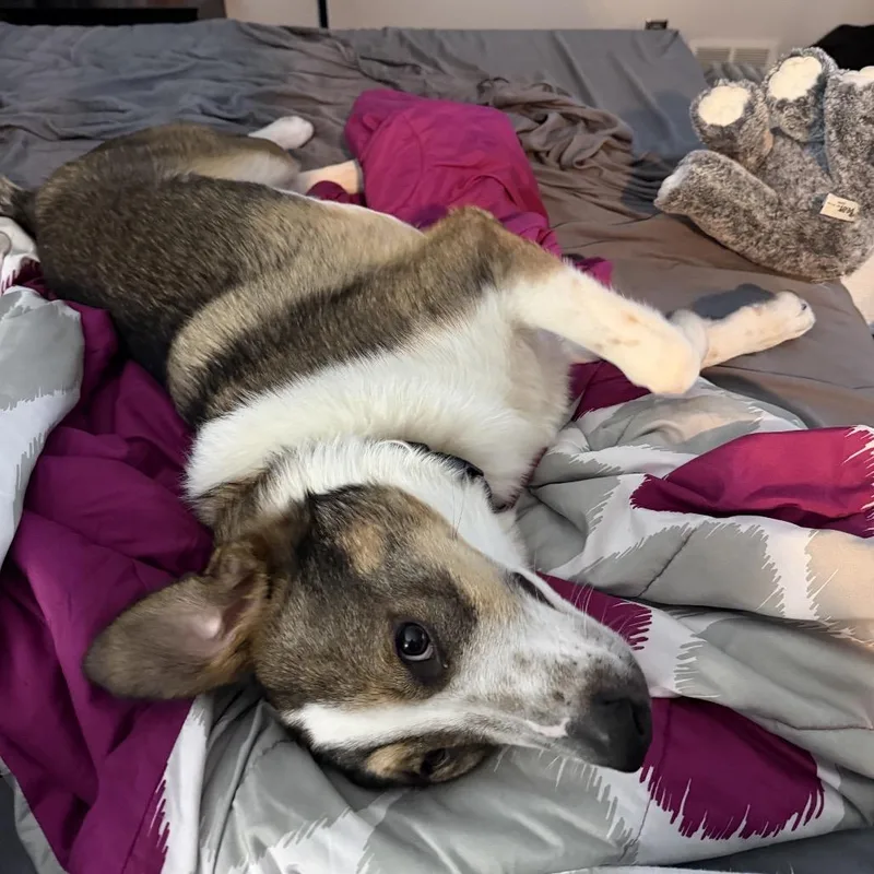 A young medium-sized female White / Cream Mixed Breed dog named Luna for adoption in Buffalo, MN
