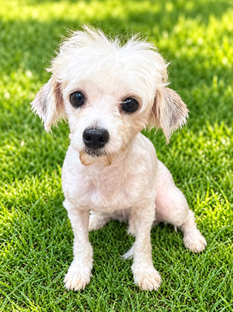 An adult small-sized male White / Cream Maltese dog named Charlie for adoption in Waldorf, MD