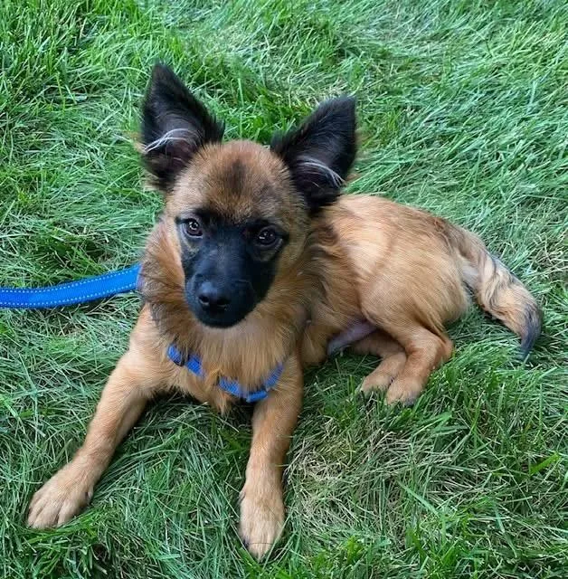 A young small-sized male Chihuahua dog named Chewy for adoption in McHenry, IL