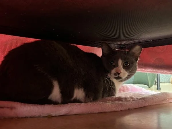 An adult small-sized female Domestic Short Hair cat named Doc Marten for adoption in Virginia Beach, VA