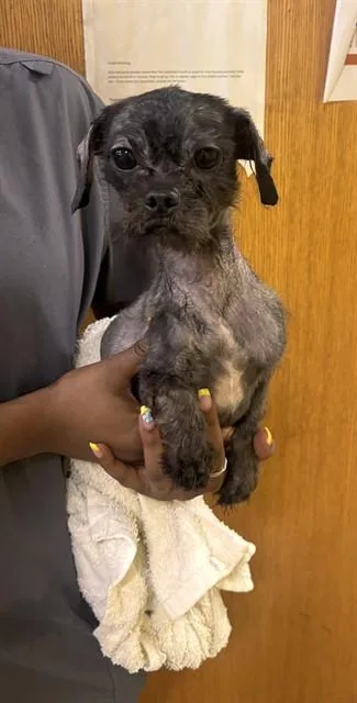 A young small-sized female Shih Tzu dog named Aspen for adoption in Upper Marlboro, MD