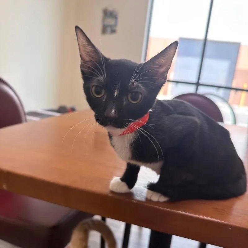 A baby small-sized female Black Domestic Short Hair cat named Rose for adoption in Las Vegas, NV
