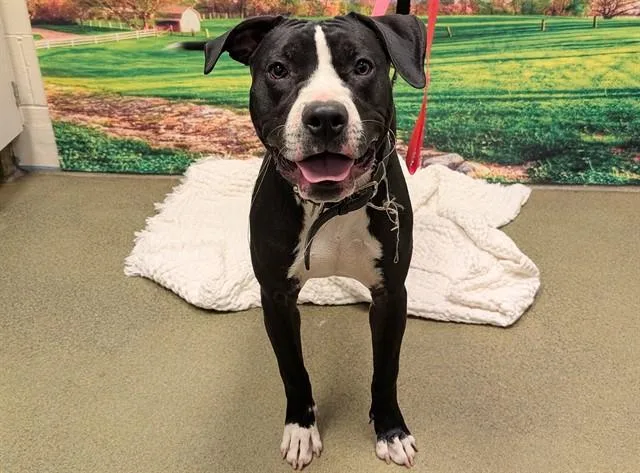 A young large-sized male Pit Bull Terrier dog named Hash Brown for adoption in Moreno Valley, CA