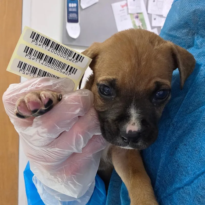 A baby small-sized female Brown / Chocolate Mixed Breed dog named Take Off for adoption in Charleston, WV
