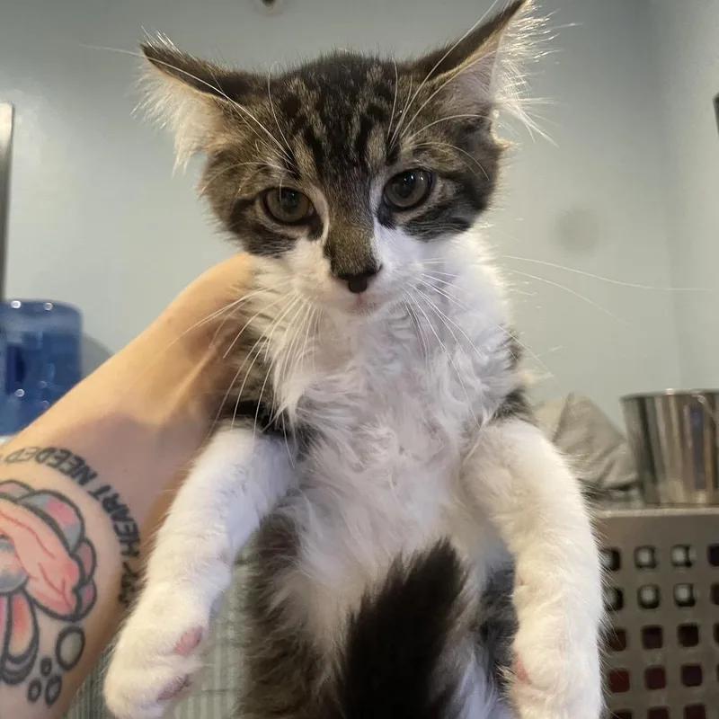 A young medium-sized male Brown / Chocolate Domestic Medium Hair cat named Soul for adoption in Port Charlotte, FL