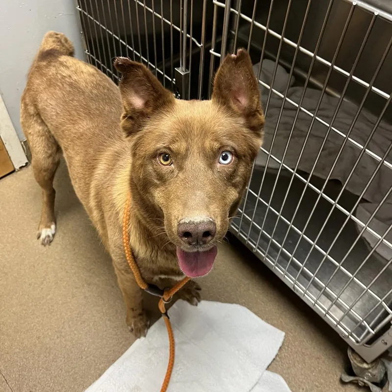 An adult large-sized female Brown / Chocolate Mixed Breed dog named Coco for adoption in Chattanooga, TN