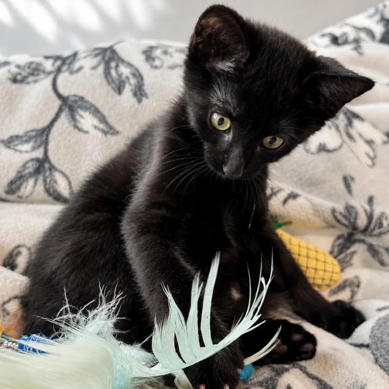 A baby small-sized male Black Domestic Short Hair cat named Mario for adoption in Los Angeles, CA