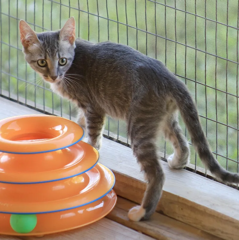 A baby medium-sized female Domestic Short Hair cat named Rose for adoption in North Fort Myers, FL