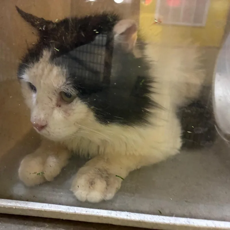 An adult large-sized male White Domestic Short Hair cat named Quasimodo for adoption in Bryan, TX