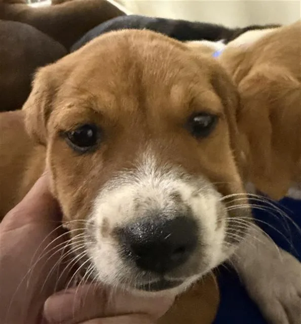 A baby small-sized female Labrador Retriever dog named Cheesecake for adoption in Bakersfield, CA