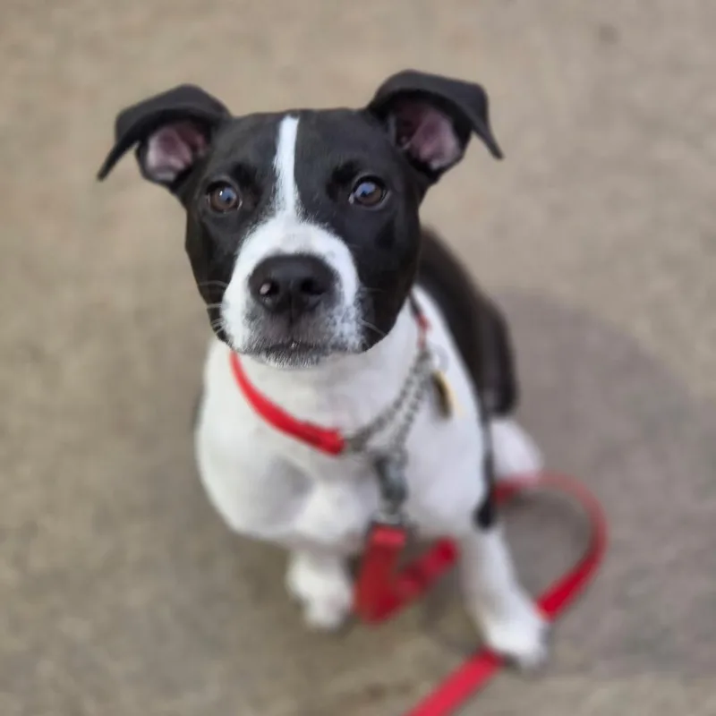 A baby medium-sized male Terrier dog named R Jett for adoption in Port Washington, NY