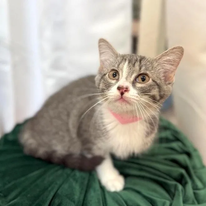 An adult medium-sized male Tabby (Gray / Blue / Silver) Domestic Short Hair cat named Guppy Fish for adoption in Friendswood, TX