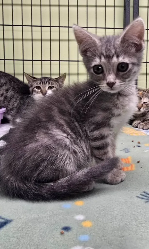A baby medium-sized female Domestic Short Hair cat named Memphis Minnie for adoption in Auburn, IN