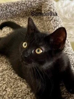 A baby medium-sized female Black Domestic Short Hair cat named Samantha for adoption in Oakland Park, FL