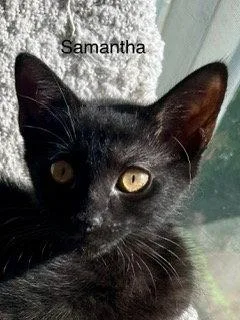 Samantha thumbnail 3