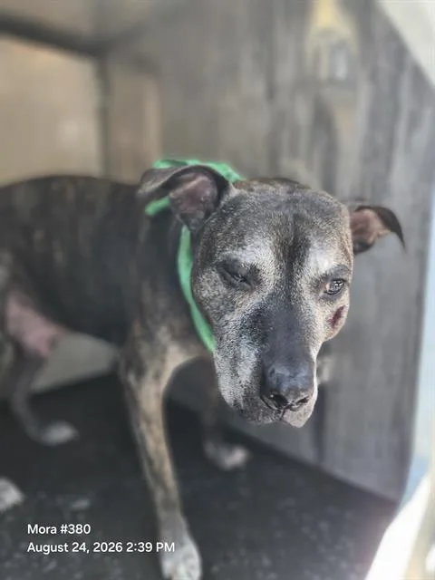 A senior large-sized male American Staffordshire Terrier dog named Bo for adoption in San Antonio, TX