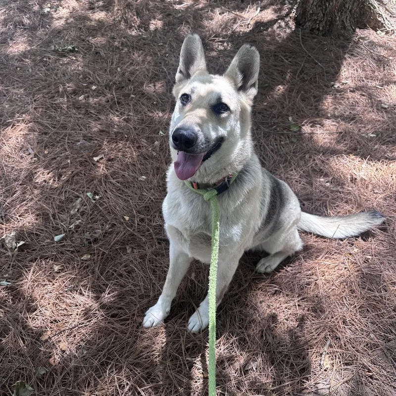 An adult large-sized female Yellow / Tan / Blond / Fawn Shepherd dog named Maggie for adoption in Columbus, GA