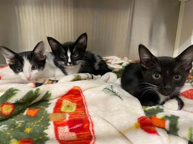 A baby small-sized male Domestic Short Hair cat named Simon for adoption in Tustin, CA