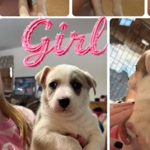 A young medium-sized female White / Cream Catahoula Leopard Dog dog named Amanda for adoption in Naperville, IL