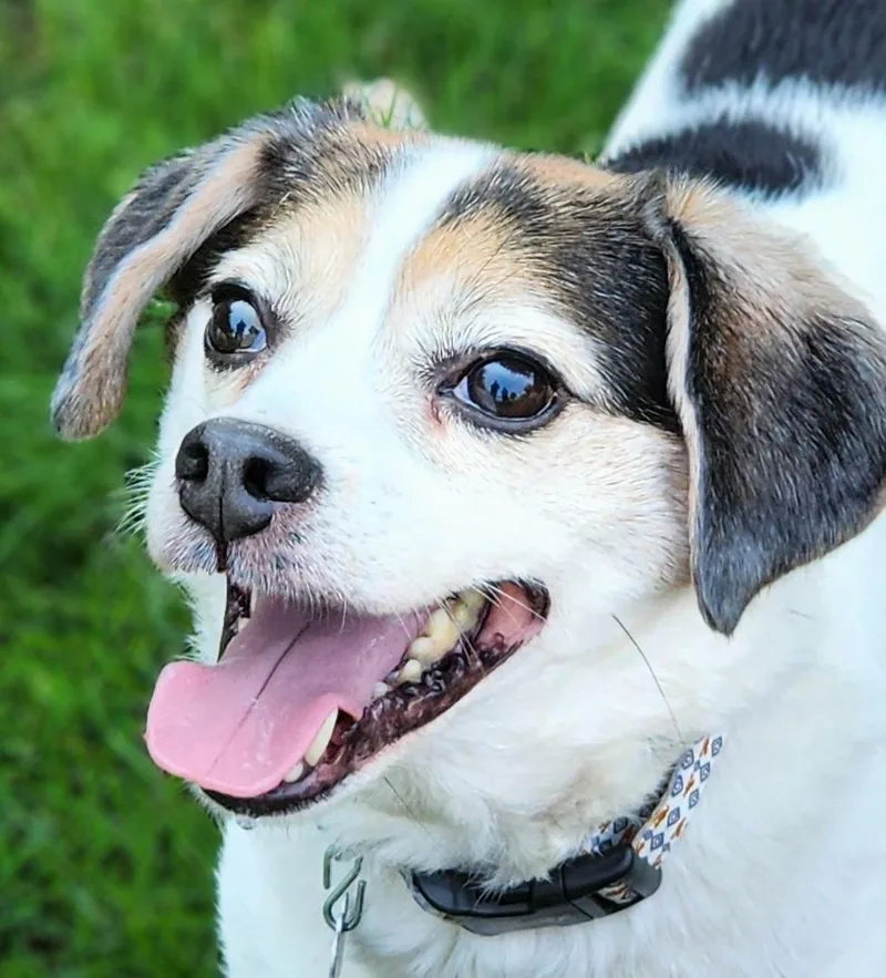 An adult small-sized male Tricolor (Brown, Black, & White) Beagle dog named Max for adoption in Lisbon, IA
