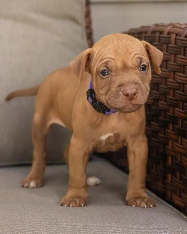 Ella