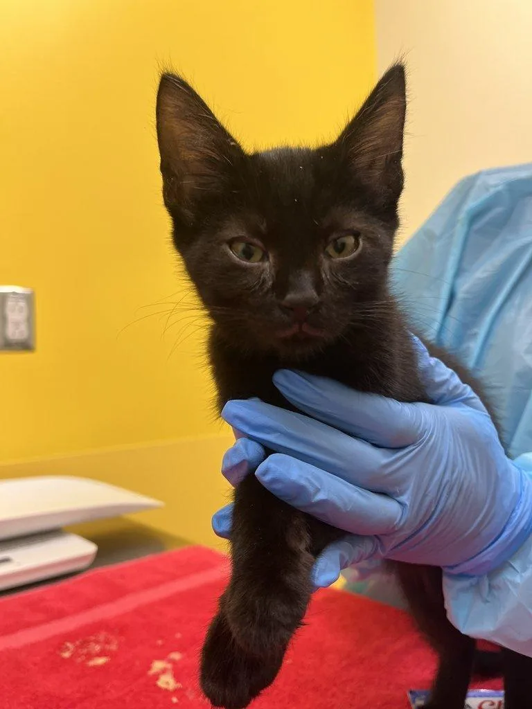 A baby small-sized male Black Domestic Short Hair cat named Poblano for adoption in Raleigh, NC