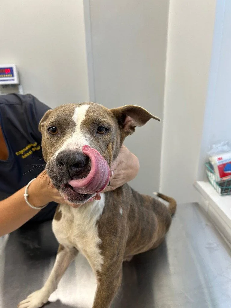 An adult medium-sized female Pit Bull Terrier dog named Misty for adoption in Tarboro, NC
