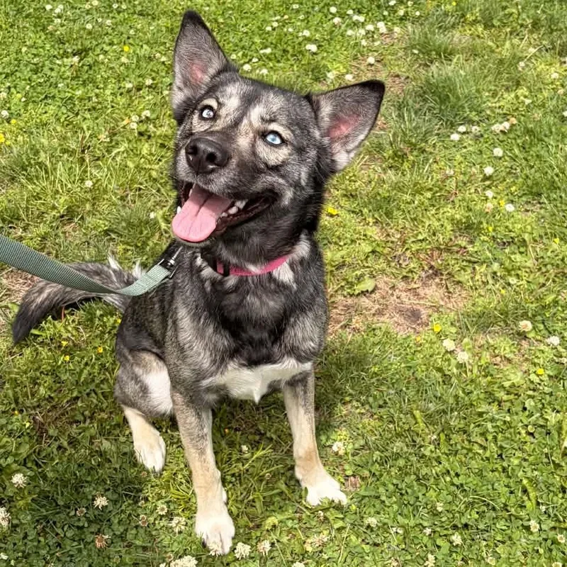 A young medium-sized female Husky dog named Minnow for adoption in Waterloo, IA