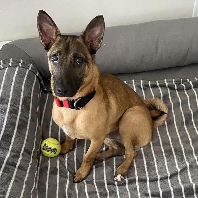 A young small-sized male Dachshund dog named Roy for adoption in Morristown, NJ