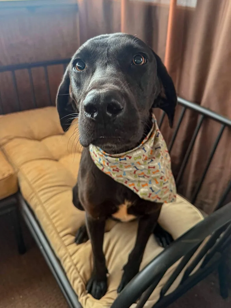 A young medium-sized male Black Labrador Retriever dog named Tobey for adoption in Marion, NC