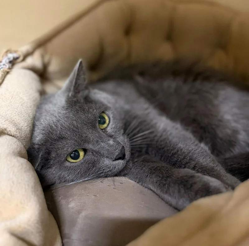 A senior medium-sized male Domestic Short Hair cat named Charlie Tuna for adoption in Clarkesville, GA