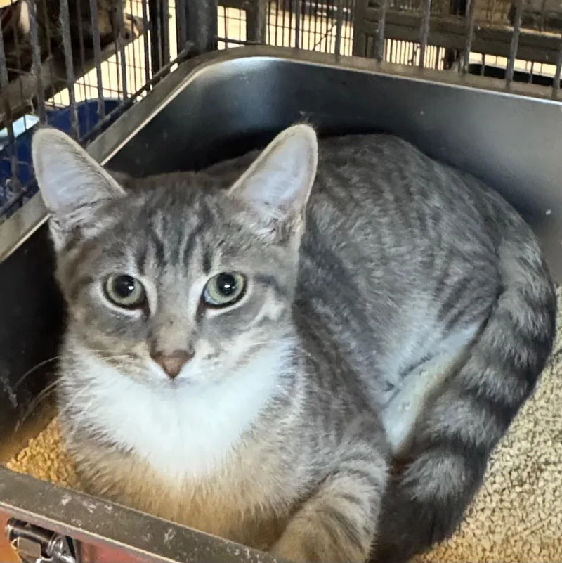 A baby medium-sized female Domestic Short Hair cat named Mylah for adoption in Saginaw, MI