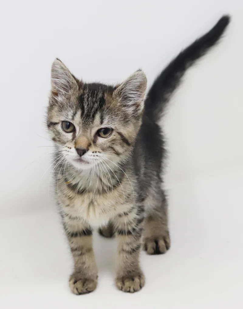 A baby small-sized female Tortoiseshell Maine Coon cat named Crystal Is Such A for adoption in Bedford Hills, NY