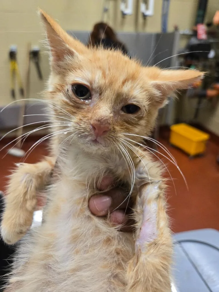 A baby small-sized male Domestic Short Hair cat named Red for adoption in Douglasville, GA
