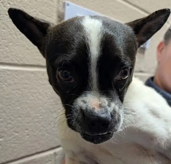 An adult medium-sized male Terrier dog named Ravioli for adoption in Dallas, GA
