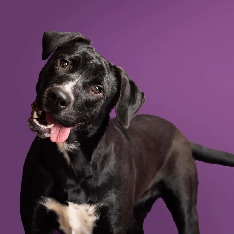 An adult large-sized female Black Staffordshire Bull Terrier dog named Sprits for adoption in Reidsville, NC