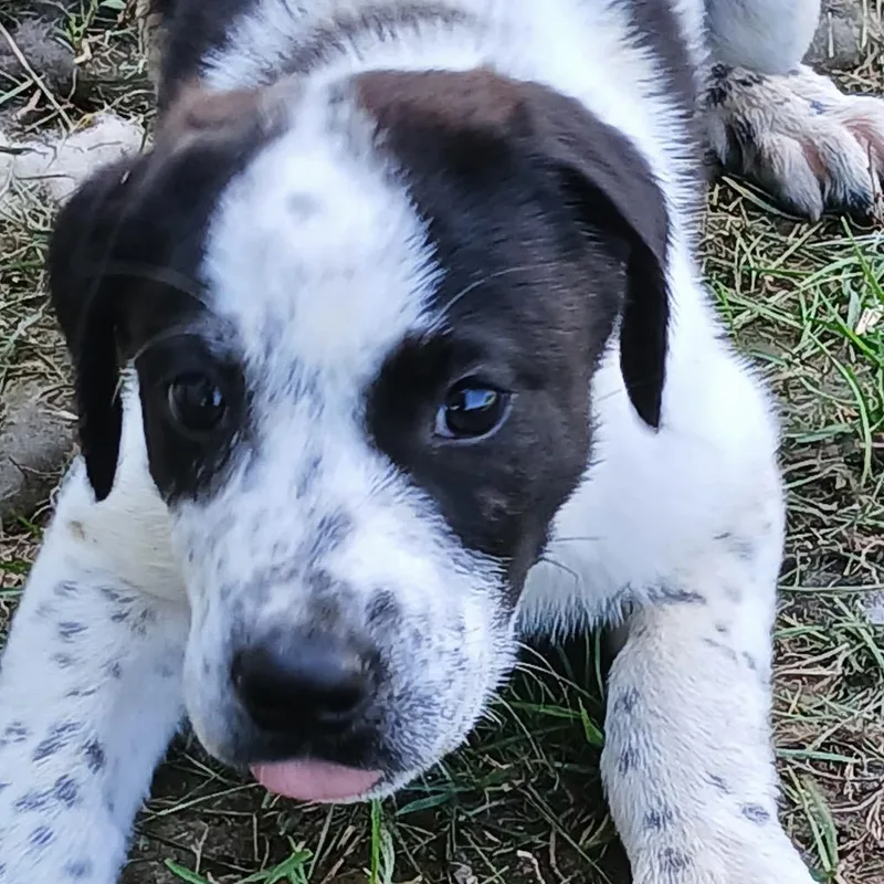 A baby small-sized female Australian Cattle Dog / Blue Heeler dog named HayHay  neon green for adoption in Greenfield, IN